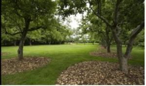 Orchard, McMenamins Cornelius Pass Roadhouse, Hillsboro — Orchard
