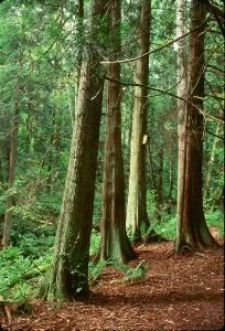 Sanctuary, Audubon Society of Portland, Portland