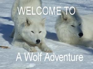 A Wolf Adventure A Wild Encounter, Macdowall — Come and Visit Dharma, and friends on one wild adventure!