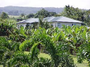 ISLAND GOODE’S… This island has it all!!! Streams, Waterfalls, Tropical Rain Forests, Snow Capped Mauna Kea, and The Valcano. As you enter the 8 acre estate you will see our large grove of apple bananas and a variety of tropical fruit trees. Through the lava rock walled driveway entrance you will find a single story plantation style house, built in 2003. We have two spacious rooms to choose from; each with its own entrance from the outside, full bath with tub/shower, 9 foot ceilings with ceiling fans, King size "Select Comfort" beds, large color television, couch/chair/table combinations, and are decorated with the feel of Hawaii.

The airport is approximately 10 minutes away. Old Hilo Town is about 5 minutes away, where you can enjoy quaint shops, a movie theater, restaurants, and the Farmer’s Market which runs on Wednesdays and Saturdays. Waterfalls, surfing, and snorkeling are a short drive away, and Volcano National Park is an easy 35 minute drive.