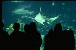 Shark Reef Cafe, Albuquerque Biological Park, Albuquerque