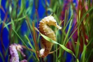 Aquarium (Shark Tank, Seahorses, and Jellies), Albuquerque Biological Park, Albuquerque