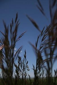 RL Miller Photography, Missoula — This is a fun outdoor shot of a wheat field.  There will be new pictures to come including architecture, interior design, and more!