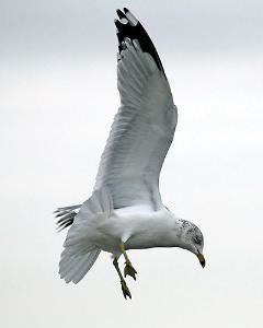 Gary Smith Photography, Presque Isle