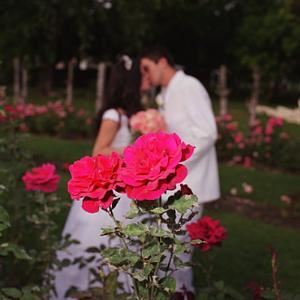 Lawn, Sonnenberg Gardens & Mansion State Historic Park, Canandaigua