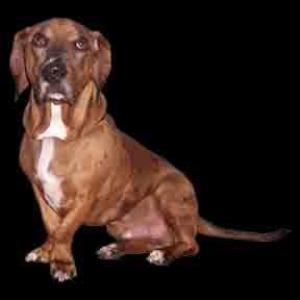 Precious Pet Pics by Dee, Melbourne