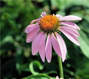 Simply Elegant Photography, Gainesville