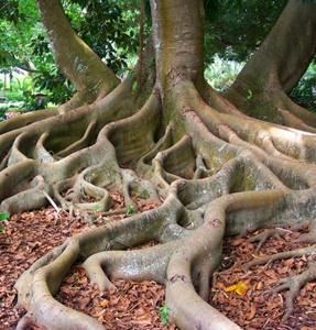 Wholeness Naturopathic Clinic, Burlington — To the root of your health problem....Naturally