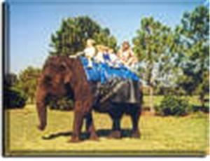 Promotions Plus - Tampa, Tampa — Elephant Rides Available For Private Rentals