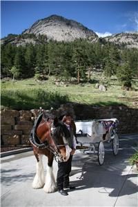 Tender Grass Carriage, Estes Park — Horse Drawn Carriage, with amazing Clydesdale horses.  A great addition to any event.  Memories to last a life time!