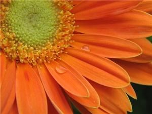 The Posh Daisy - Fort Walton Beach, Fort Walton Beach