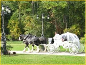 Comfort Carriages