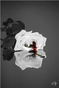 Christopher Lee Photography