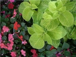 Green Your Theme, Edmonds — Green Your Theme