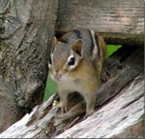 Oak Knoll Wildlife Sanctuary