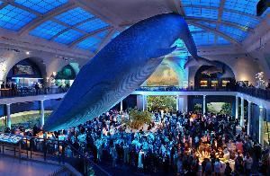 Milstein Hall of Ocean Life, American Museum of Natural History, New York