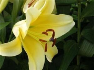 Lilies And Lavender, Doylestown — Otiental Trumpet Lily Conca D'or
