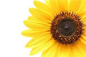 Absolute Body Balance Therapeutic Massage, Raleigh