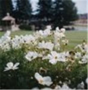 Gazebo, Midlane Golf Resort & Suites, Wadsworth