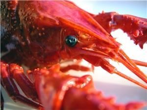 Legal Sea Food