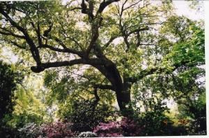 The Garden, Rose Hill Estate, Aiken — Rose Hill Estate's Live Oak