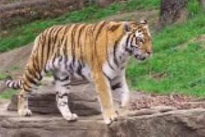 Pittsburgh Zoo, Pittsburgh Zoo & PPG Aquarium, Pittsburgh — Why not go all out for your event? A complete Safari Adventure, plus Kids Kingdom, Discover Center, and all amusement rides your younger guests are sure to enjoy.