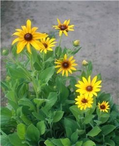 Mike's Casual Photography of Pryor, Oklahoma, Pryor — I grew these myself.  They are my logo.