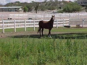 Equestrain Center, Rancho Valle Milagro, Tucson — Stable area (available for tents, tables, etc.)