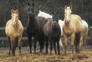 Soul Discovery on Horseback