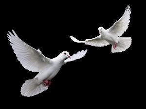 White Dove So Cal.