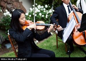 Subito Strings