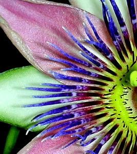 My PassionFlower, Sudbury — A My PassionFlower Wedding is unique and memorable!