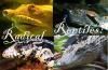 Snakes-N-Scales and Turtle Tales
