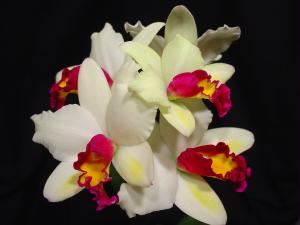 Amos Orchids