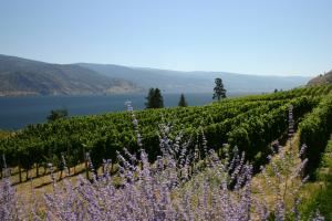 Shop The Valley Destination Management
