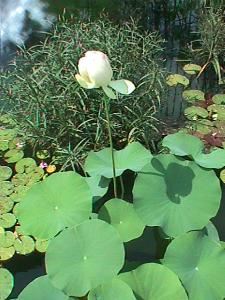 Garden Courtyard, Des Moines Botanical Center, Des Moines — Garden Courtyard