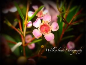 Walkenbach Photography, Buckeye