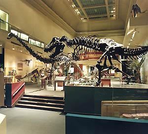 Dinosaur Hall, Smithsonian National Museum of Natural History, Washington — Dinosaur Hall features an extensive collection of fossilized skeletons and cast models, including the carnivorous Tyrannosaurus Rex facing off with the Triceratops. The Triceratops exhibit shows the first accurate dinosaur skeleton in virtual motion, achieved through the use of scanning and digital technology. 

Adjacent to the dinosaurs are exhibitions on life in the ancient seas, fossilized plants and animals of the Ice Age. Dinosaur Hall can accommodate up to 80 guests for a seated dinner, or it may be used in conjunction with other galleries for a standing reception.