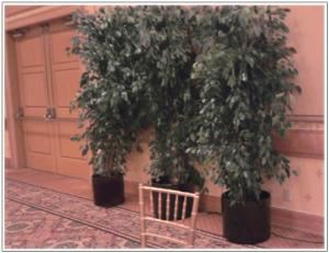 Tree And Palm Rentals, Sherman Oaks — Trees for all short term evnts