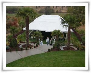 Palm Garden, Yang's Botanical Gardens, Port Orchard