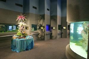 Aquarium, Houston Zoo, Houston — Enter a dramatic undersea kingdom and explore the waters of the world in this popular facility. Sharks and eels, stingrays and piranhas, and even anemones and hermit crabs take center stage to provide a serene and sophisticated backdrop for your next cocktail reception or intimate event.