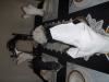 AMDH Weddings & Events, Ajax