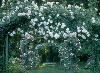 Rose Garden and Gazebo, Fabulous Foods at Lyndhurst, Tarrytown