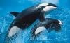 Comfort Inn & Suites Hotel Circle Sea World, San Diego — Nearby family entertainment