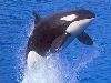 Comfort Inn & Suites Zoo/Sea World Area, San Diego — Nearby attraction