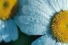 Elleinod Creative Events, Philadelphia — ECE offers products and services such as floral arrangements, invitations, favors, and customized event planning packages.