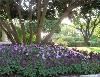Fuller Garden, Fort Worth Botanic Garden, Fort Worth