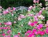 Oval Rose Garden/Lower Rose Garden, Fort Worth Botanic Garden, Fort Worth