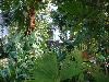 Conservatory, R. S. Barnwell Memorial Garden and Art Center, Shreveport