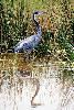 Hampton Inn Cocoa Beach, Cocoa Beach — Local Wildlife